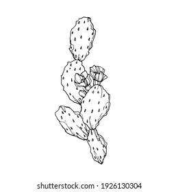 Cactus con ilustración vectorial de flores pequeñas, fondo blanco, dibujado a mano