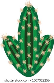 Cactus with spines isolated on white background. Vector cartoon illustration.
