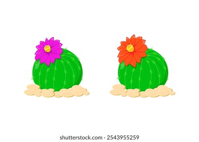 Cactus, spiny, with flower, small, round, alone, isolated on white. Vector plant, botanical illustration. Decoration, decorative element.