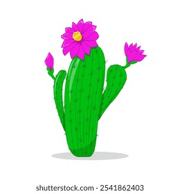 Cactus, spiny, with flowers, alone, isolated on white. Vector plant, botanical illustration. Decoration, decorative element.