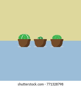 cactus and succulent