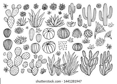 Cactus succulent collection. Cacti sketchy style pastel background. Hand drawn cactuses vector illustration
