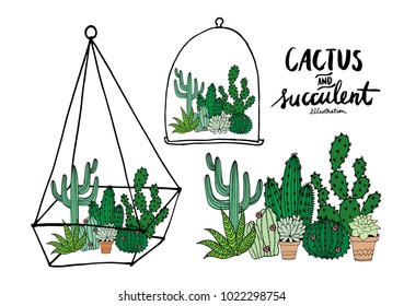 cactus and succulent illustration/vector