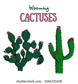 Cactus and succulent plants. Blooming Mexican desert plants. Botanical vector illustration, tee shirt graphics, typography.