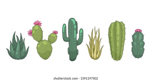 Cactus and succulent plants vector  icons in cartoon style. Home plants cacti isolated on white background.