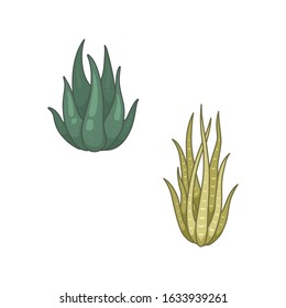 Cactus and succulent plants vector icons in cartoon style.