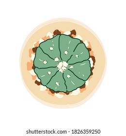 Cactus, succulent plants,and Astrophytum asterias in vector illustration , houseplant cute drawing