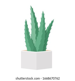 Cactus and succulent in pot domestic colorful cartoon vector illustration. Decorative flower plant. Isolated icon cacti