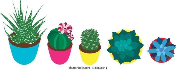 
Сollection of cactus and succulents