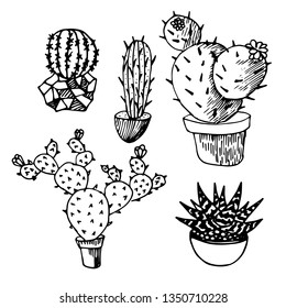 Cactus and succulents outlines. A variety of outlined cactuses and succulents with flowers, spines and without.Cactus isolated on white background with flowers, spines and without. Vector, hand drawn 