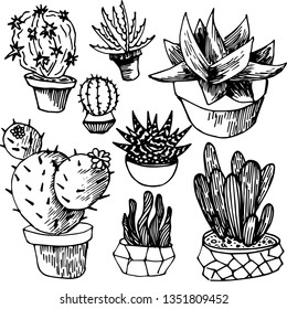 Cactus and succulents outlines. A variety of outlined cactuses and succulents with flowers, spines and without.Cactus isolated on white background with flowers, spines and without. Vector, hand drawn 