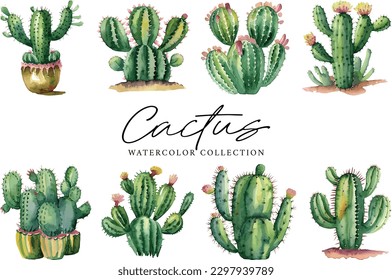 Cactus succulents plants Watercolor collection on white background
