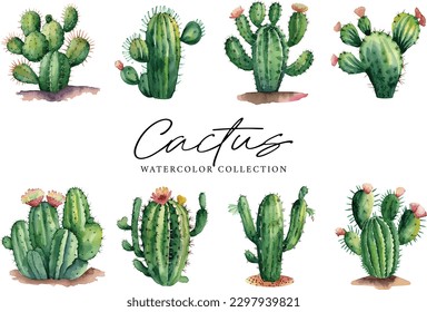 Cactus succulents plants Watercolor collection on white background
