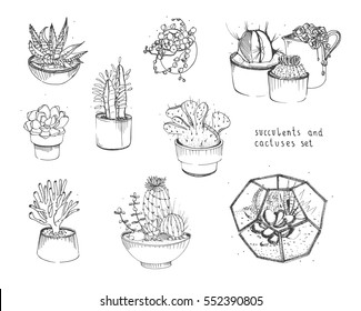 Cactus and succulents set. Collection plants in pots, florarium isolated on white background. Hand drawn illustration in sketch style.