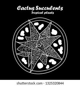 Cactus and succulents tropical plants in pot plant on black background, top view vintage vector. hand drawing.