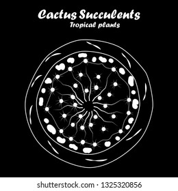 Cactus and succulents tropical plants in pot plant on black background, top view vintage vector. hand drawing.