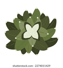 Cactus and succulents, vector illustration in flat style