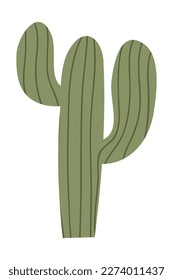 Cactus and succulents, vector illustration in flat style