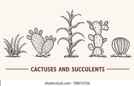 Cactus and succulents vector set. Hand drawn cacti illustration