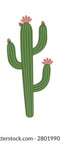 Cactus and tall ribbed