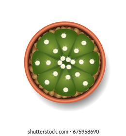 cactus top view vector illustration