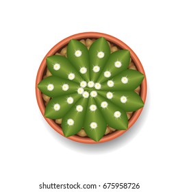 cactus top view vector illustration