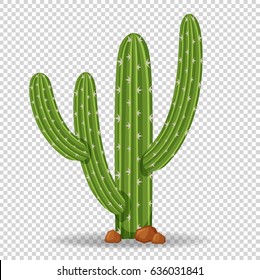 Cactus tree on transparent background illustration