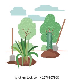 cactus and tree to plant in landscape