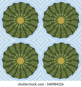 Cactus type of succulent plant on a background, vector color illustration. Top view.