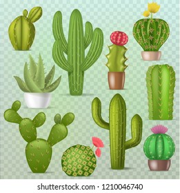 Cactus vector botanical cacti green cactaceous 