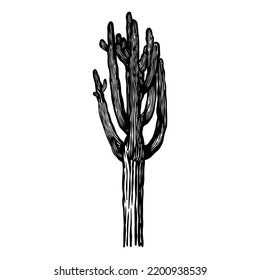 Cactus vector hand drawn - Out line
