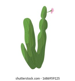 Cactus vector icon.Cartoon vector icon isolated on white background cactus .