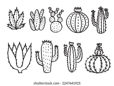 Cactus vector illustrations, hand drawn vector succulents.