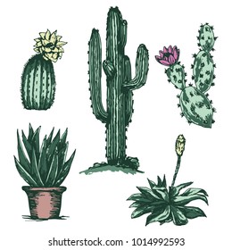 cactus vector plant