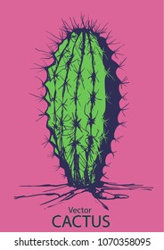 Cactus Vector scetch  hand drawn