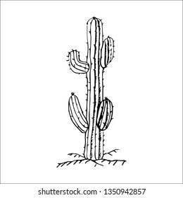 cactus vector sketch  