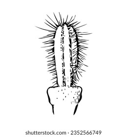 Cactus. Vector stock illustration eps10.