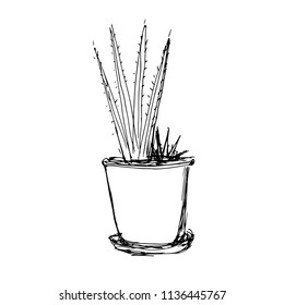 Cactus with vertical branches. Hand drawn sketch vector illustration on white background. 