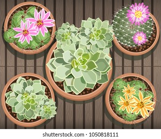 Cactus view from the top Natural wood flooring background.