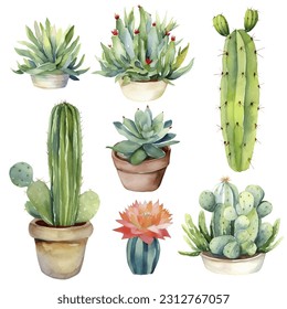 Cactus Watercolor Illustration.Succulent and Cacti Prints Elements