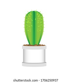 Cactus en olla blanca sobre fondo blanco aislado.