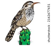 Cactus Wren Vector Illustration. Arizona State Bird Isolated On A White Background
