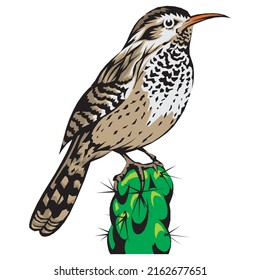 Cactus Wren Vector Illustration. Arizona State Bird Isolated On A White Background
