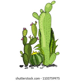 The cactus is written in a vector. Computer graphics. Summer. Safari. Botanical Garden.flowers of cactus. Edible cactus. Healthy food.