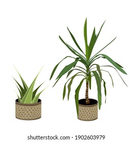 Cactus and yucca palm tree, exotic plant, botany vector illustration