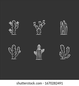 Cactuses chalk white icons set on black background. American desert plants. Family Cactaceae. Different prickly succulents. Arid area thorny wildflowers. Isolated vector chalkboard illustrations