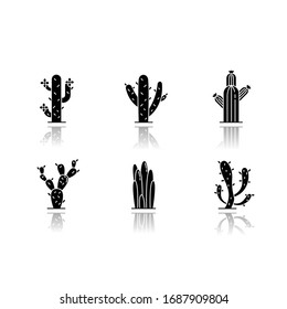 Cactuses drop shadow black glyph icons set. American desert plants. Family Cactaceae. Different prickly succulents. Arid area thorny wildflowers. Isolated vector illustrations on white space