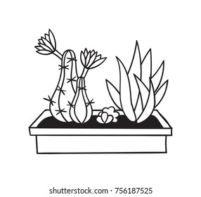 Cactuses with flowers in pot for coloring books. Funny cute cactus with black contour. Mexican plant. Design element for banner, postcard, greeting card, t-shirt. Vector illustration.