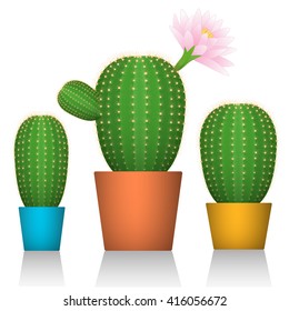 Cactuses in pots. Three plants in colorful packaging. White background. Vector illustration