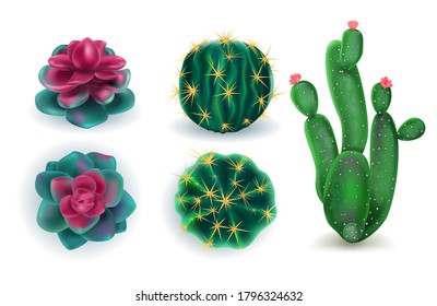 cactuses set of indoor plants